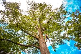 Best Tree Trimming and Pruning  in Trappe, PA