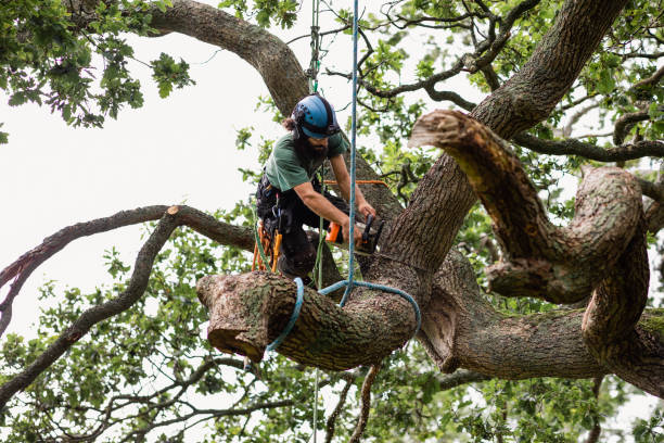 Best Tree Risk Assessment  in Trappe, PA