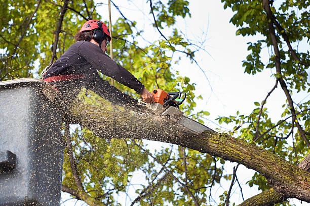 Best Stump Grinding and Removal  in Trappe, PA